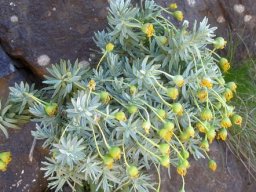 Euryops tysonii tired heads